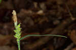 Lined sedge